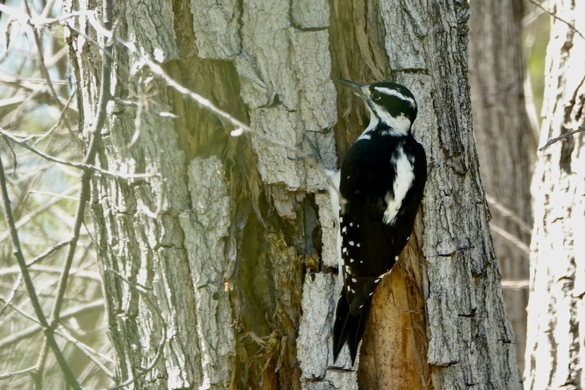 Hairy Woodpecker - ML623525059