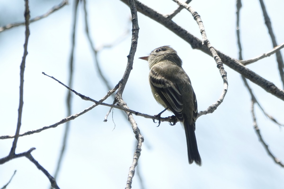 Empidonax sp. - ML623525067