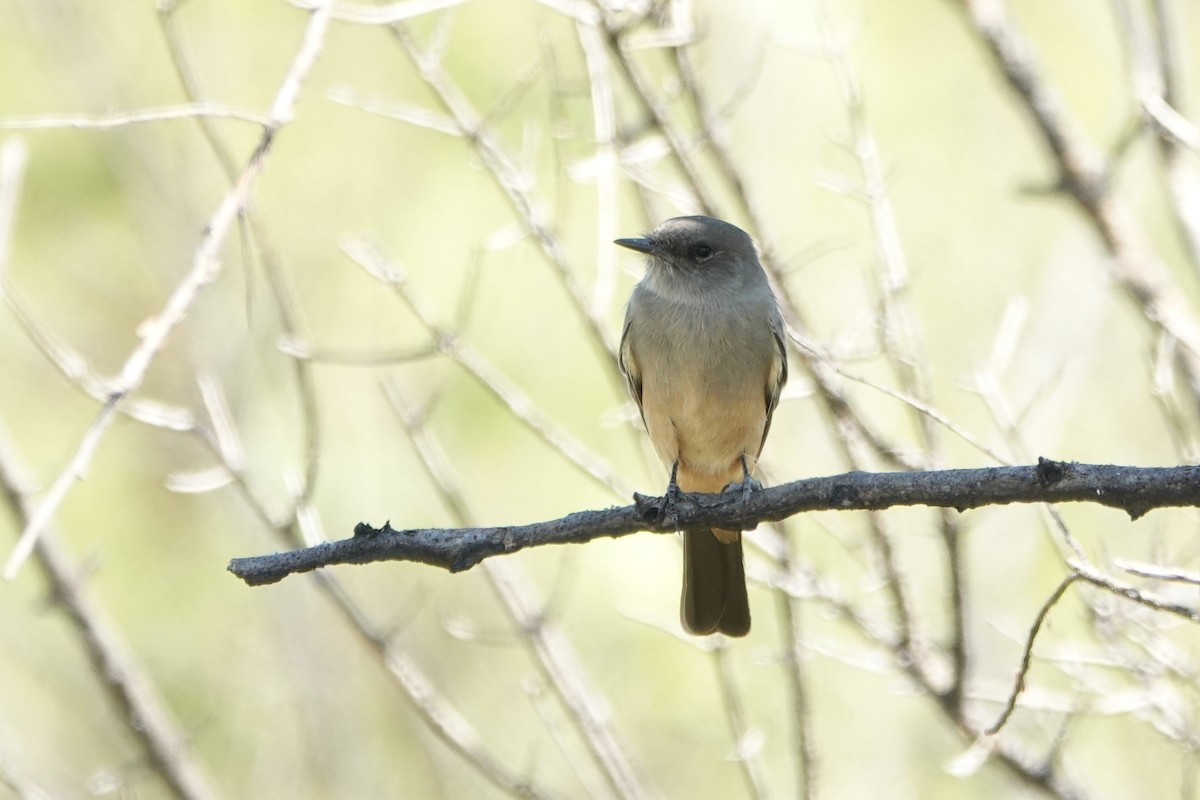 Say's Phoebe - ML623525075