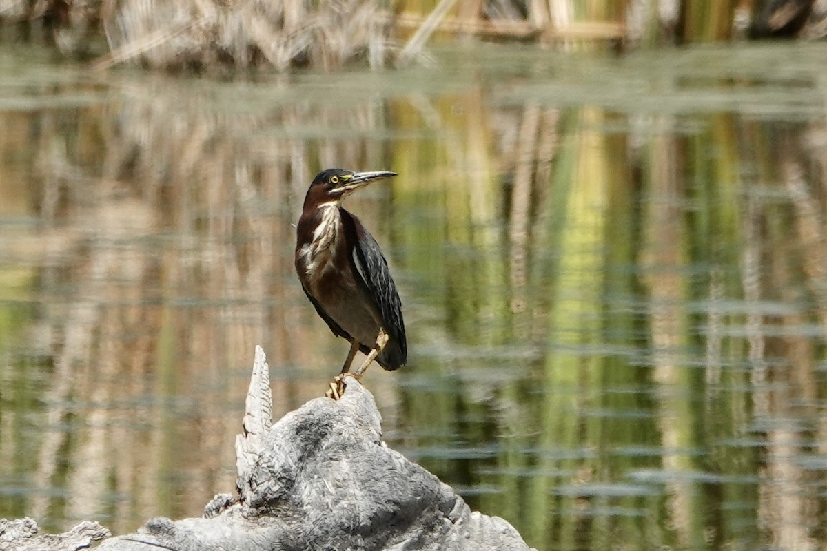 Green Heron - ML623525083