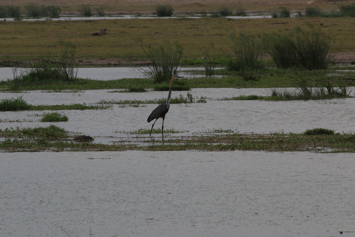 Goliath Heron - ML623525092