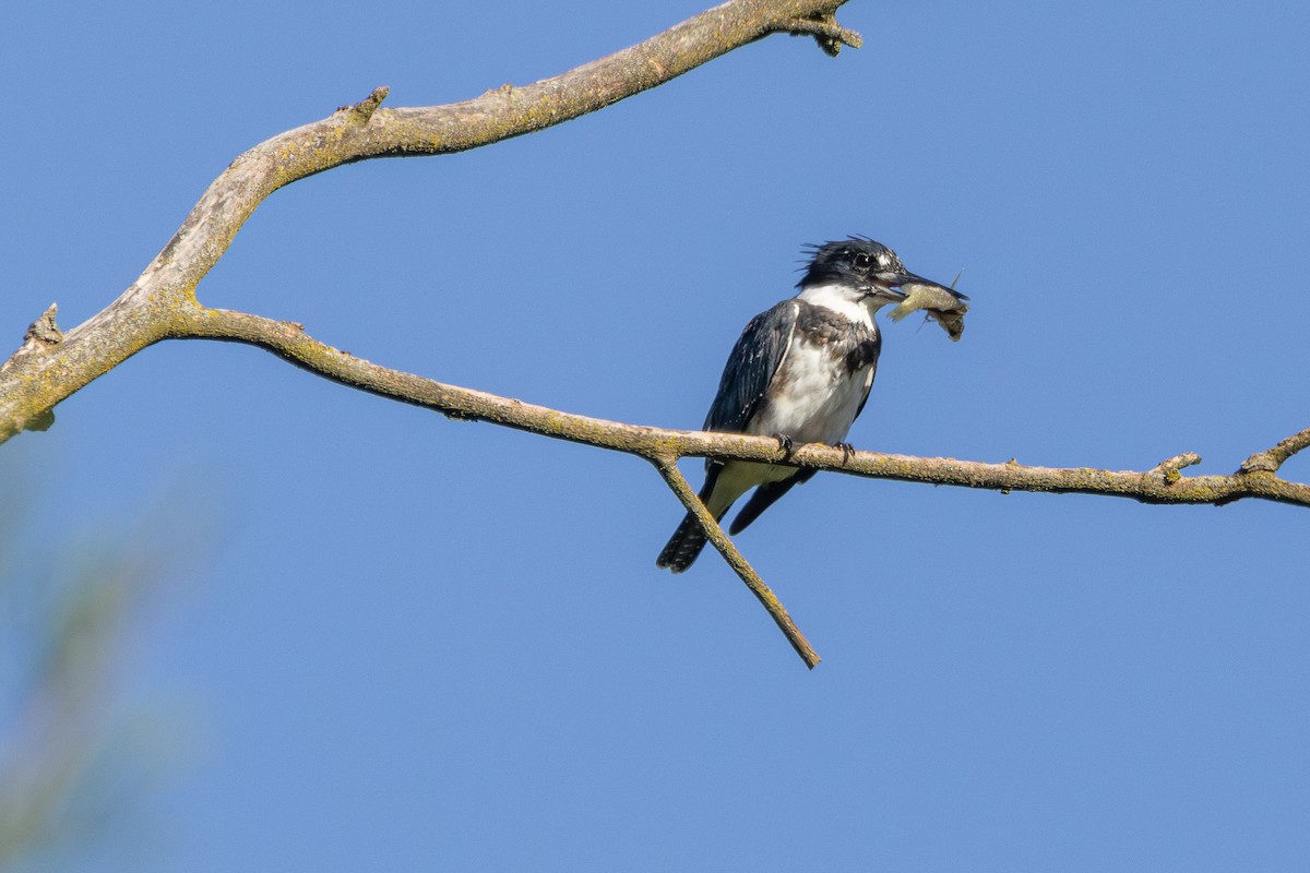 belteisfugl - ML623525146