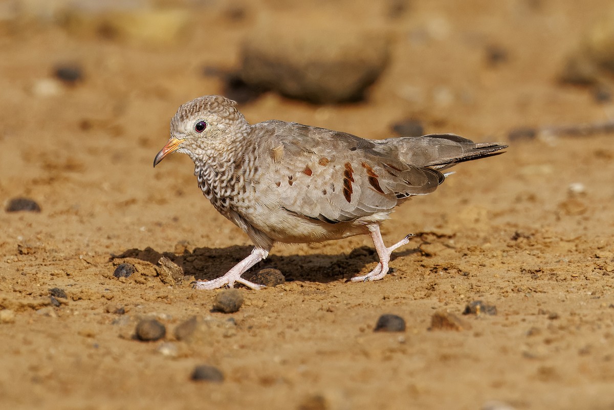 Common Ground Dove - ML623525159