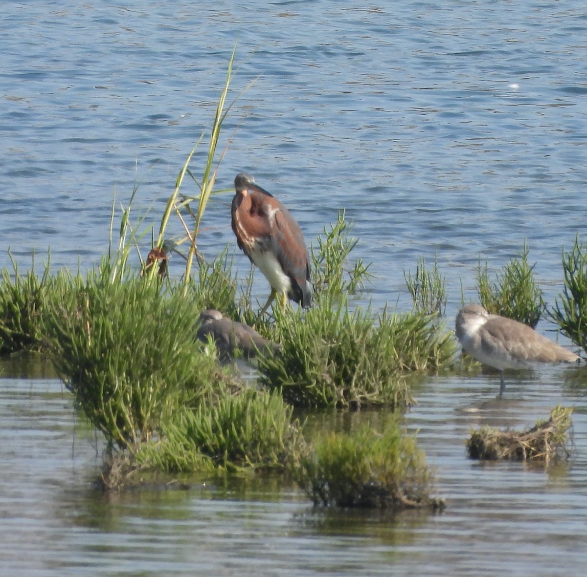 Tricolored Heron - ML623525171