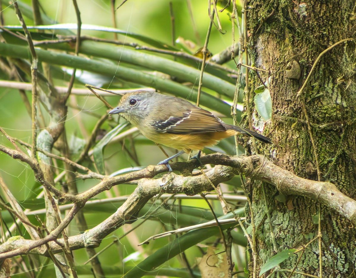 Variable Antshrike - ML623525173