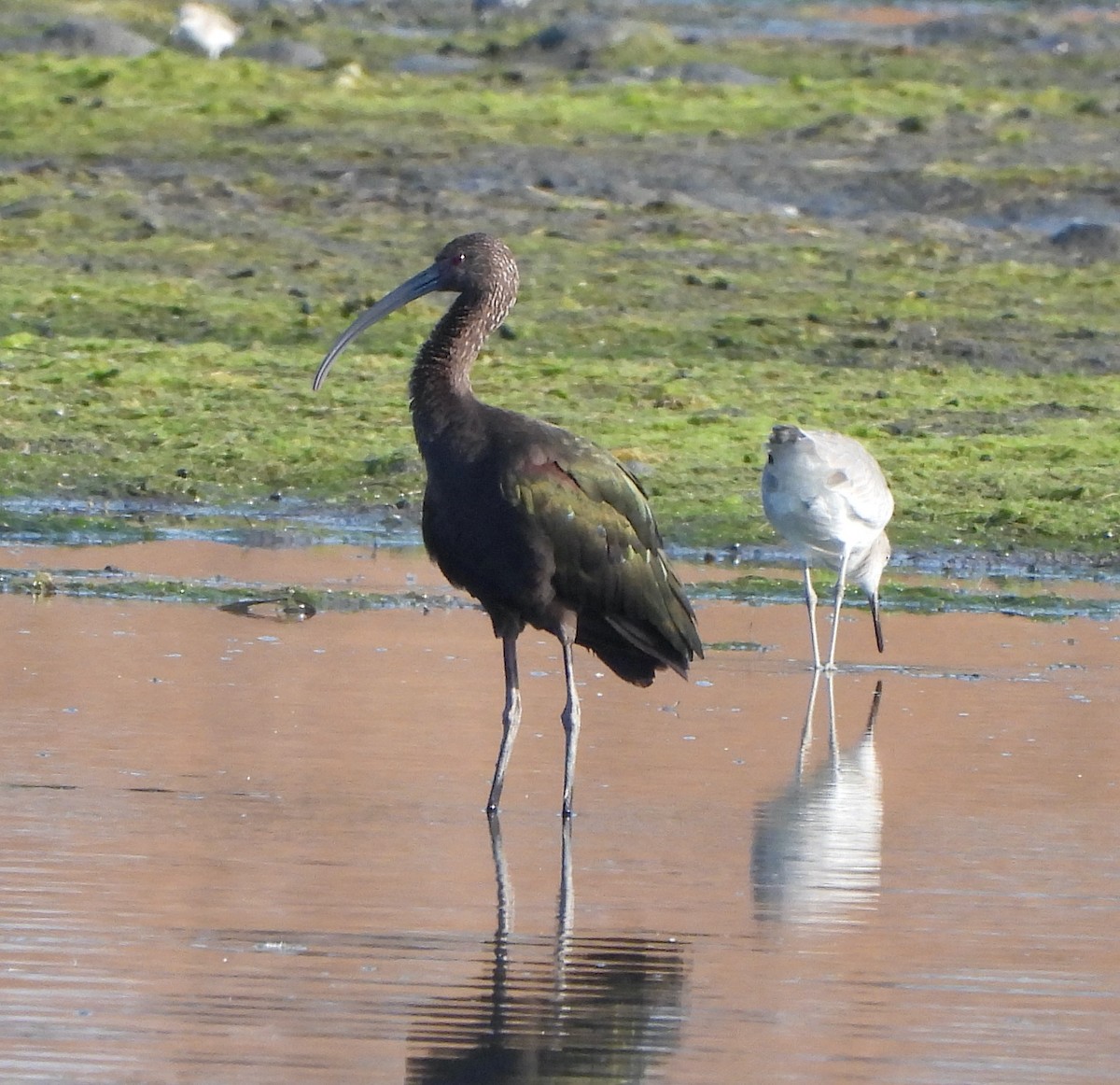 White-faced Ibis - ML623525177