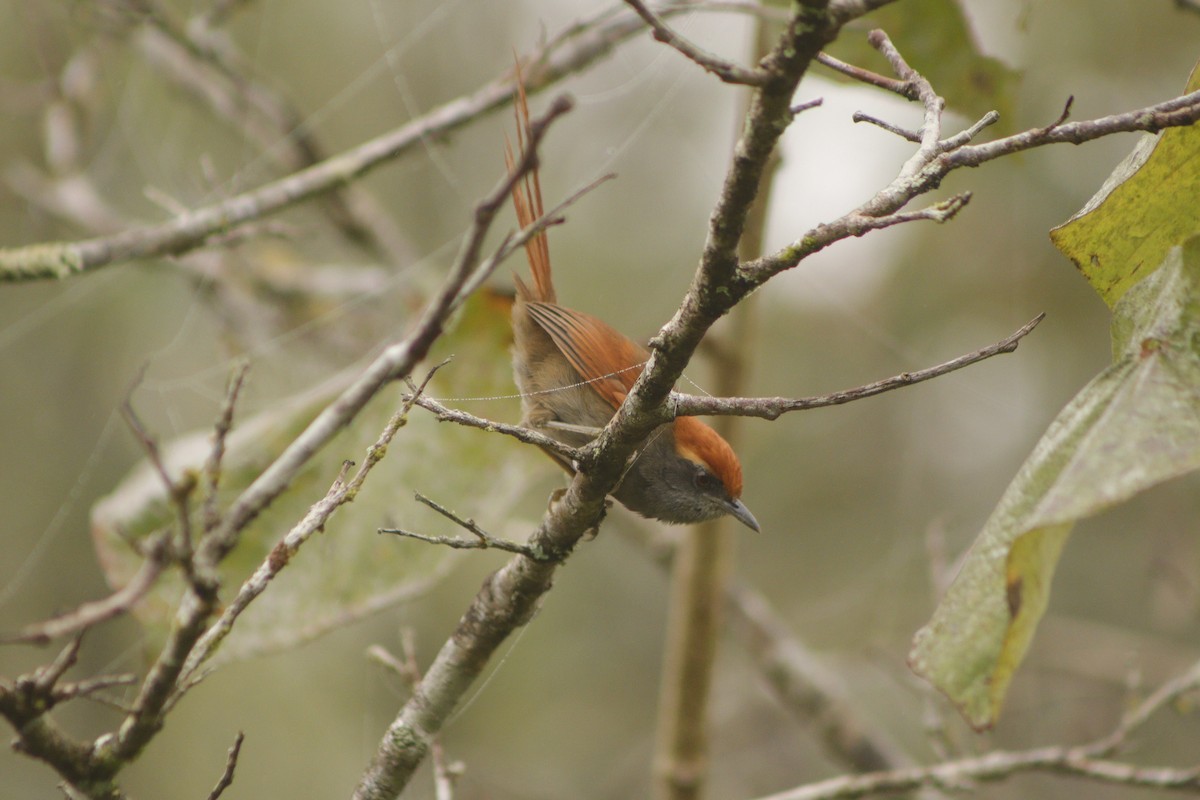 Rufous-capped Spinetail - ML623525189