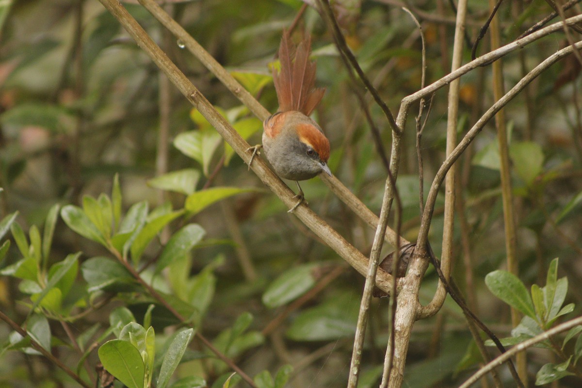 Rufous-capped Spinetail - ML623525190