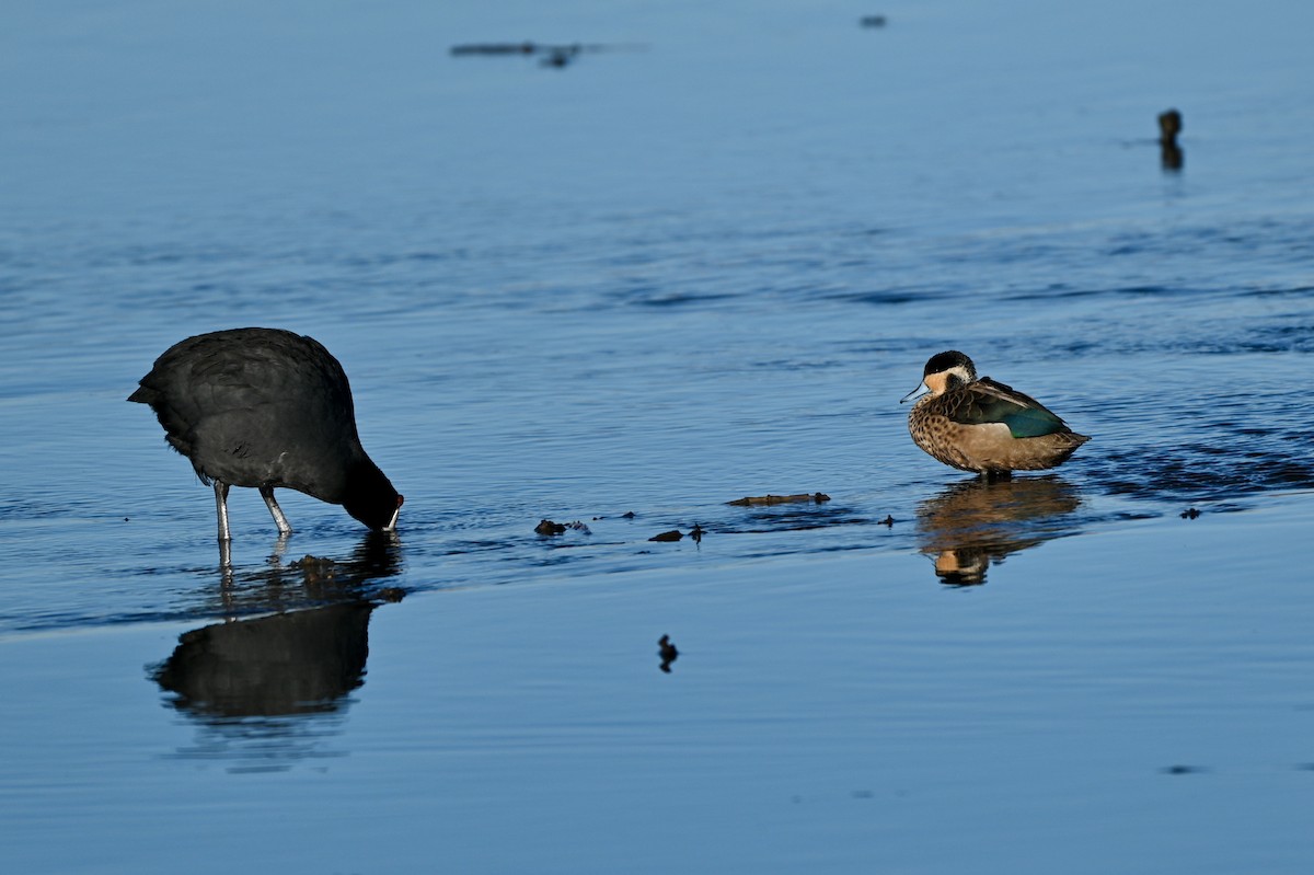 Blue-billed Teal - ML623525217