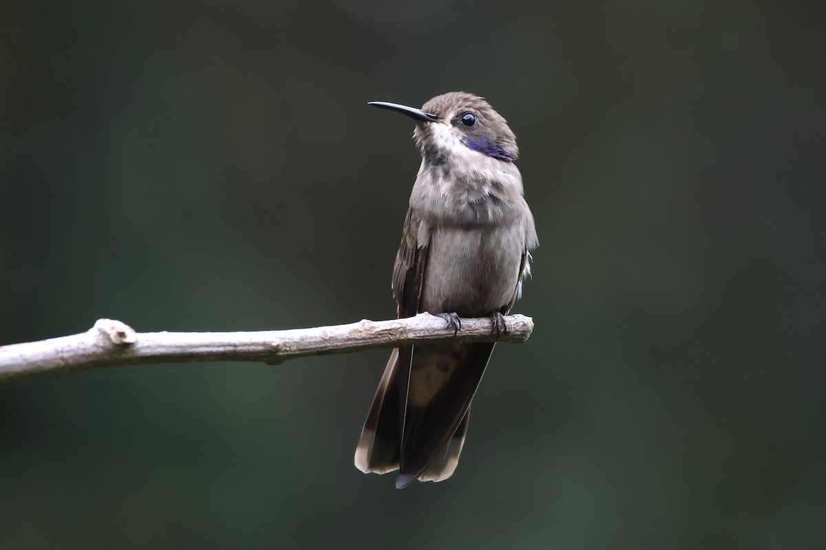 Brown Violetear - ML623525365