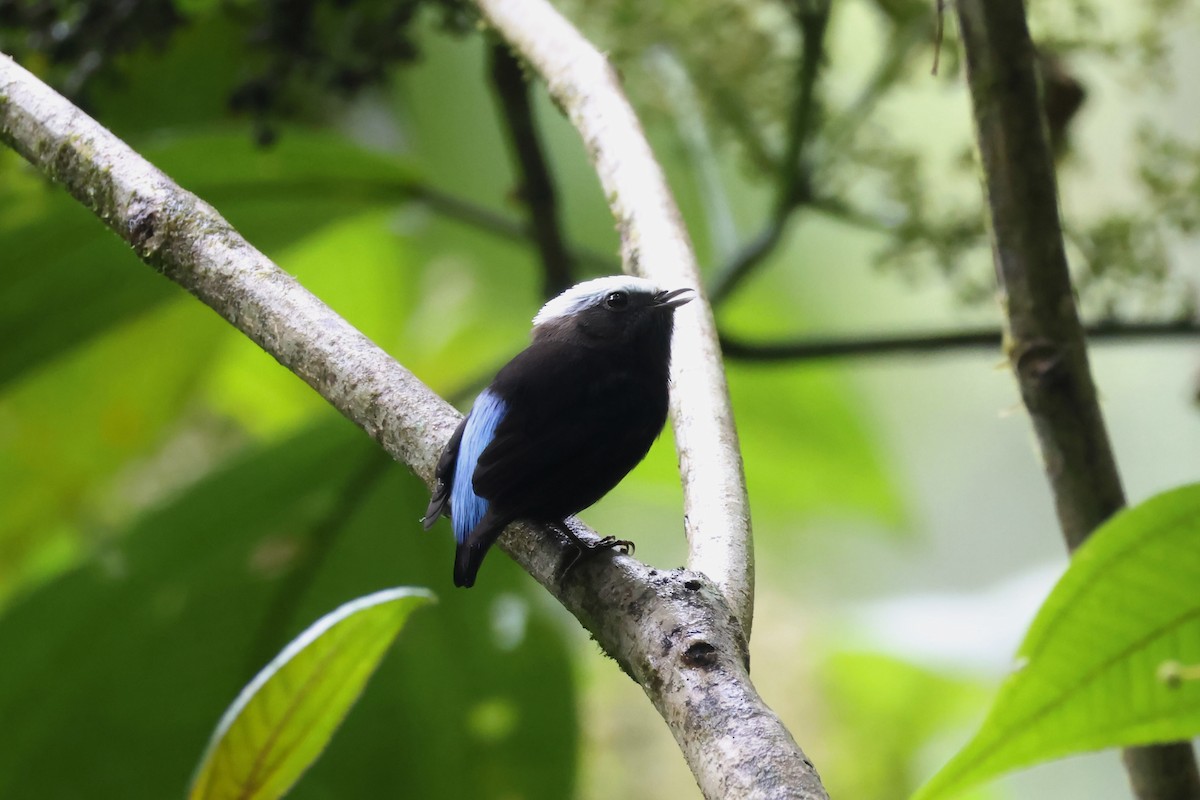 Blue-rumped Manakin - ML623525411