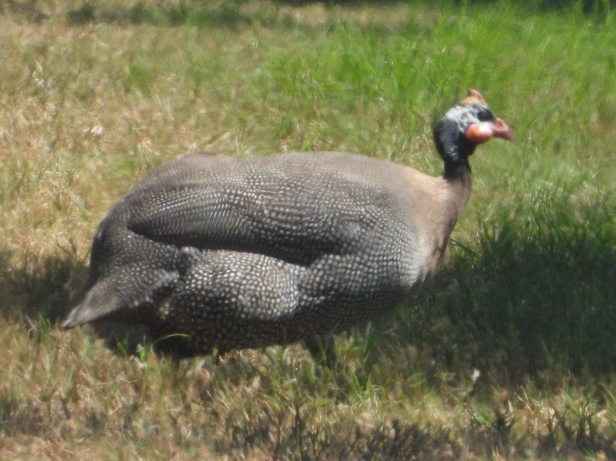 Helmeted Guineafowl (Domestic type) - ML623525422