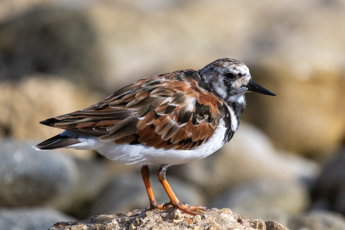 Ruddy Turnstone - ML623525439