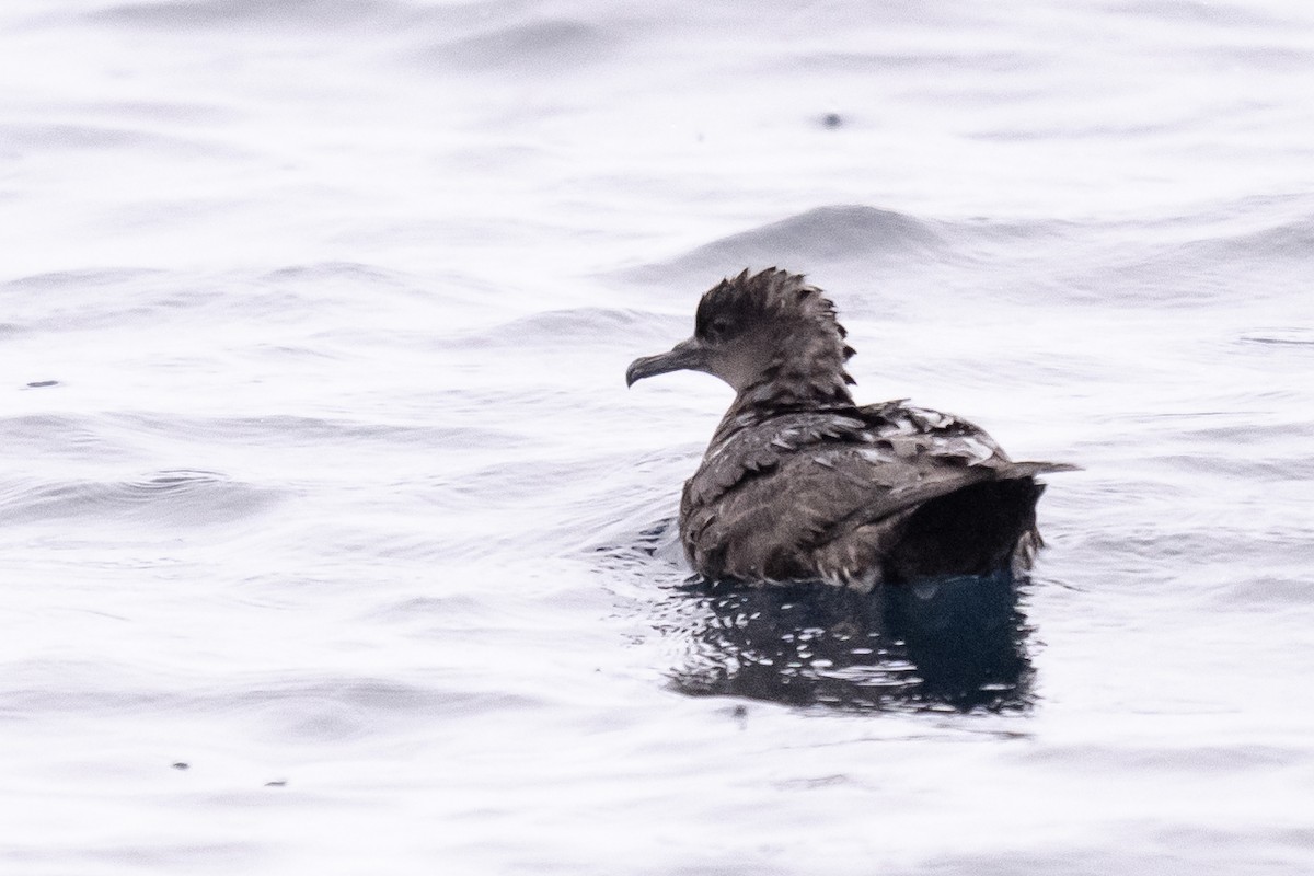 灰水薙鳥 - ML623525521