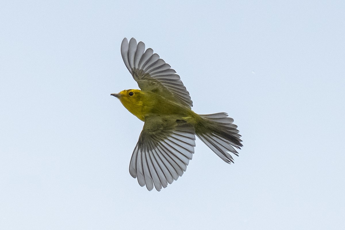 Wilson's Warbler - ML623525575