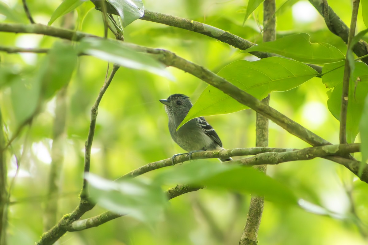 Variable Antshrike - ML623525633