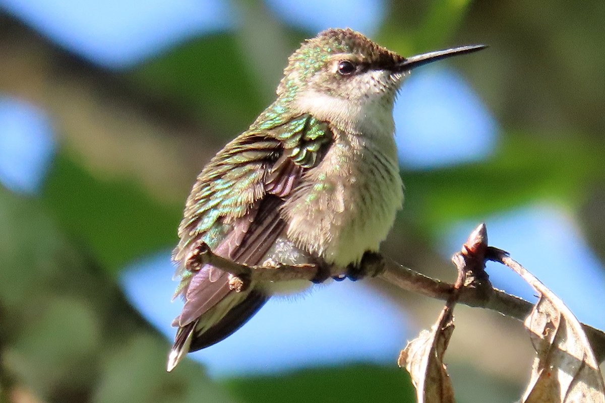 Ruby-throated Hummingbird - ML623525634