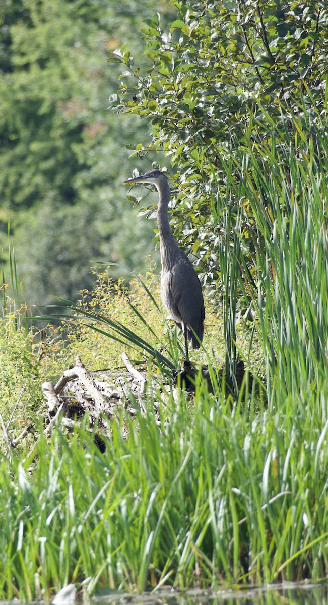 Great Blue Heron - ML623525698