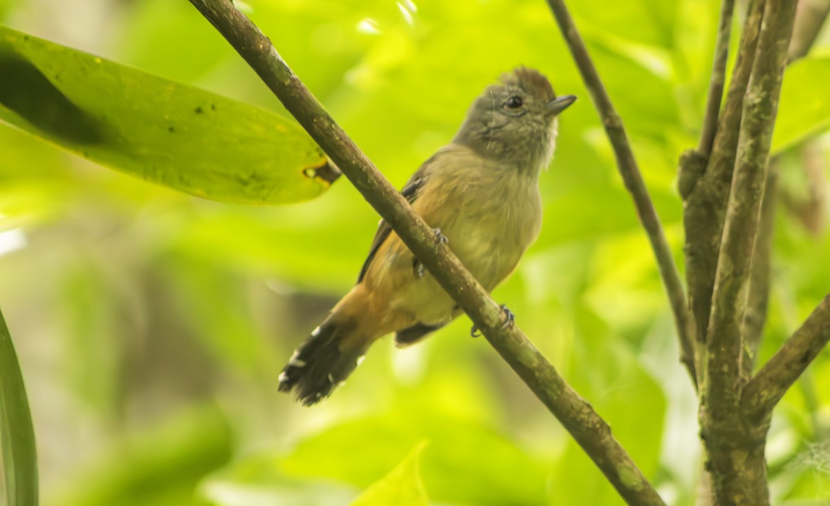 Variable Antshrike - ML623525731