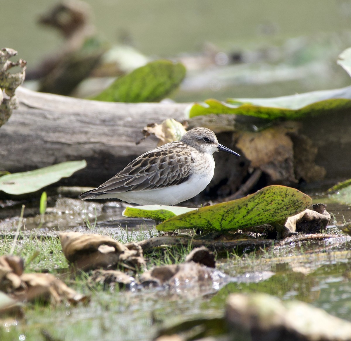 Semipalmated Sandpiper - ML623525738