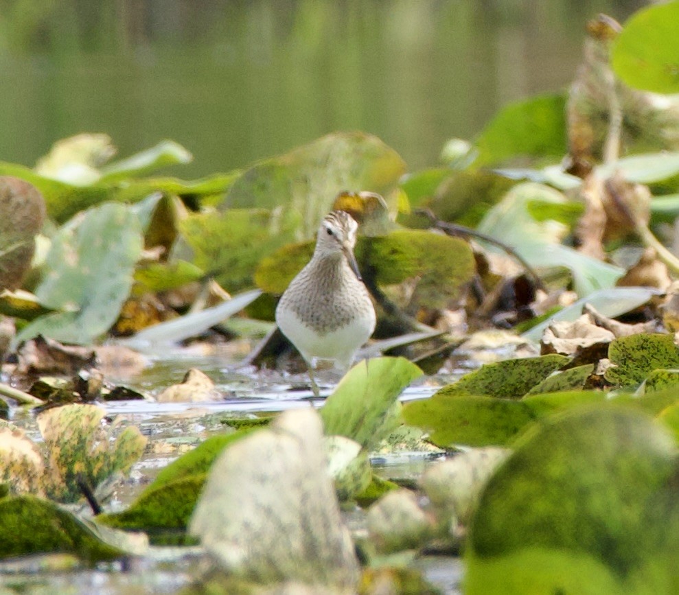 Pectoral Sandpiper - ML623525753