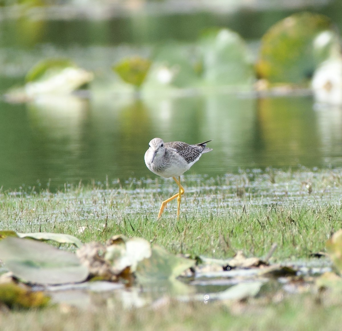 Lesser Yellowlegs - ML623525759