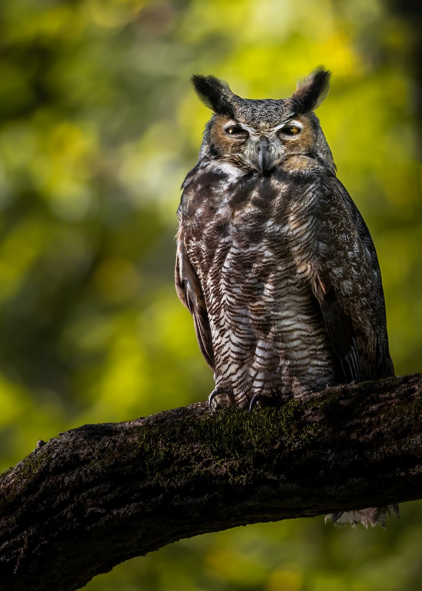 Great Horned Owl - ML623525766