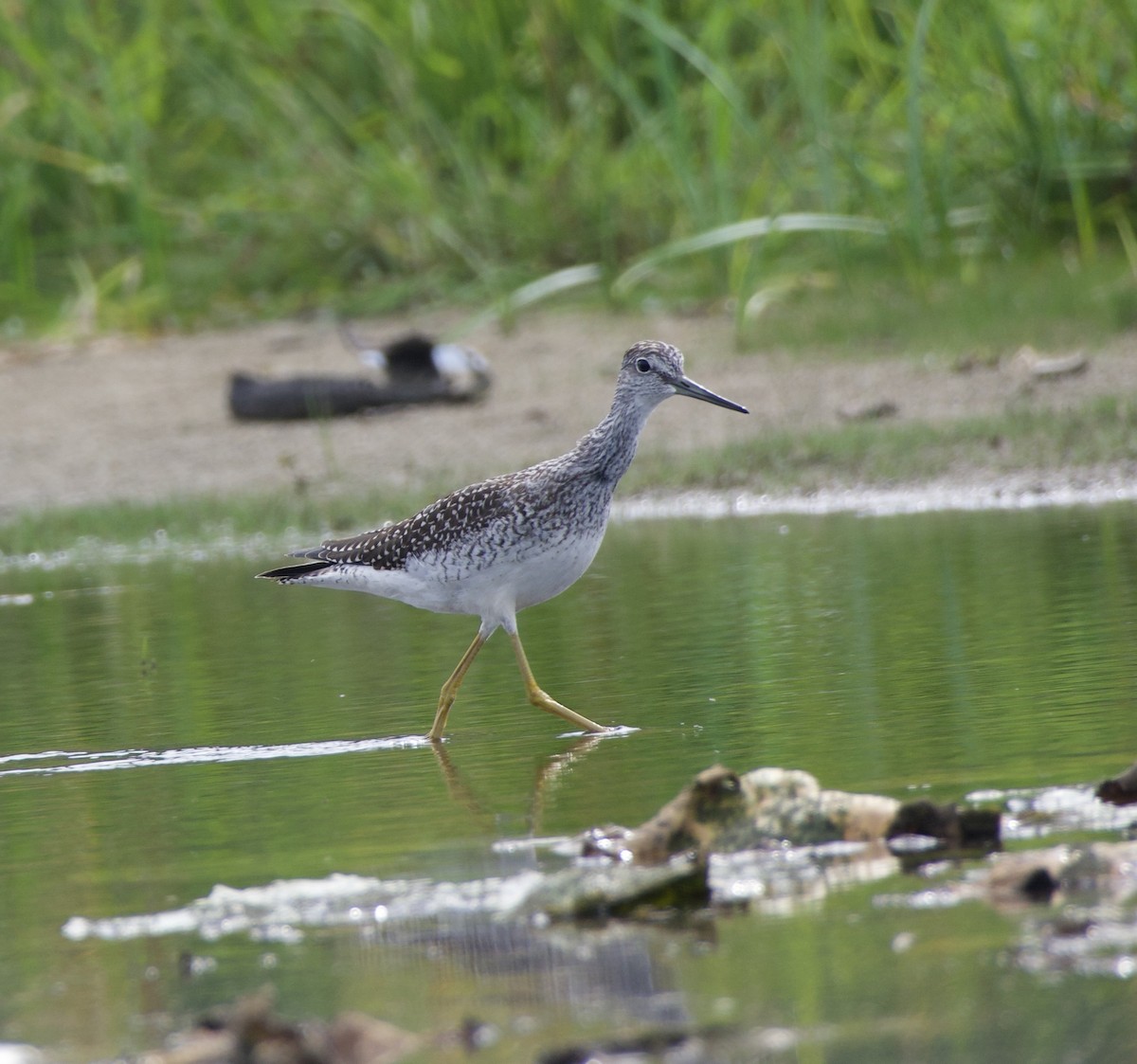 Lesser Yellowlegs - ML623525778