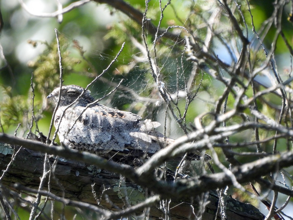 Common Nighthawk - ML623525791