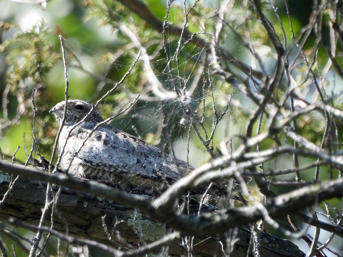 Common Nighthawk - ML623525792
