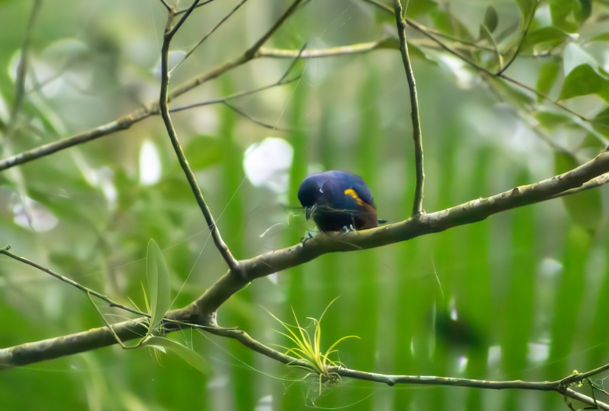 Chestnut-bellied Euphonia - ML623525807