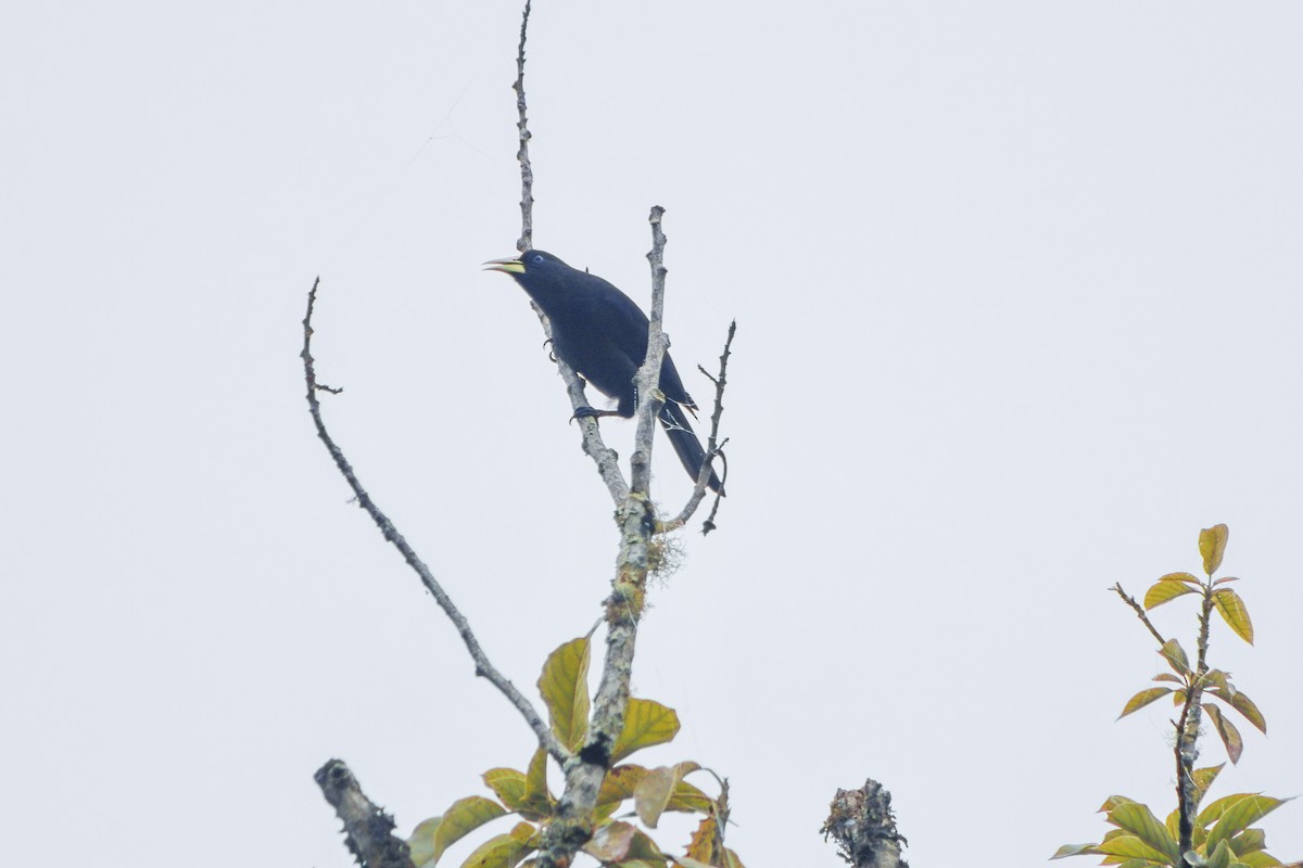 Red-rumped Cacique - ML623525814