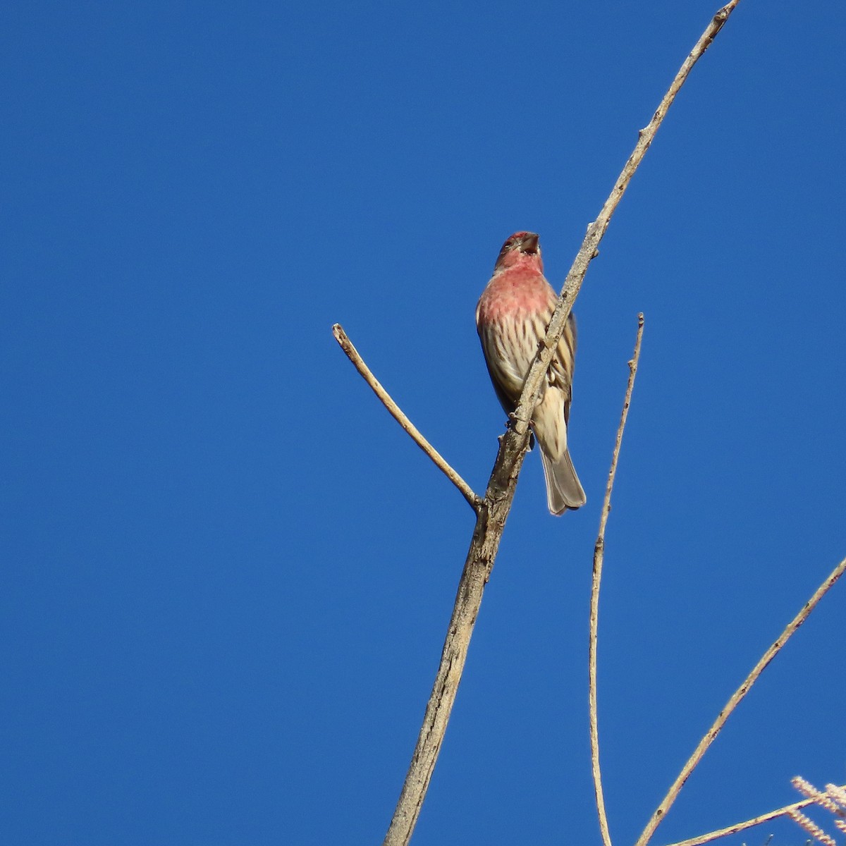 House Finch - ML623525831