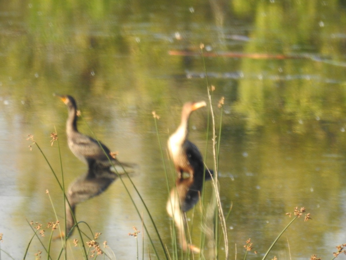 Double-crested Cormorant - Forrest Luke