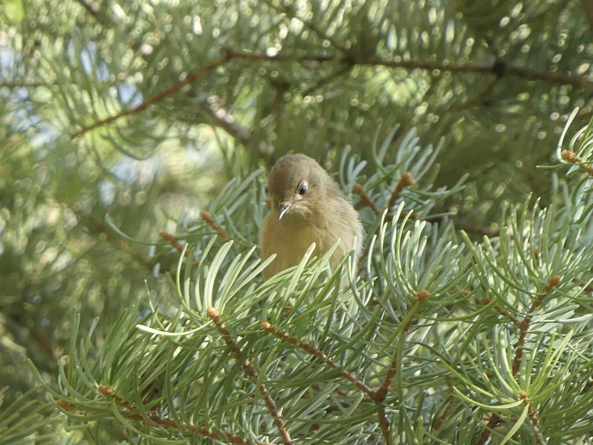 Ruby-crowned Kinglet - ML623525913