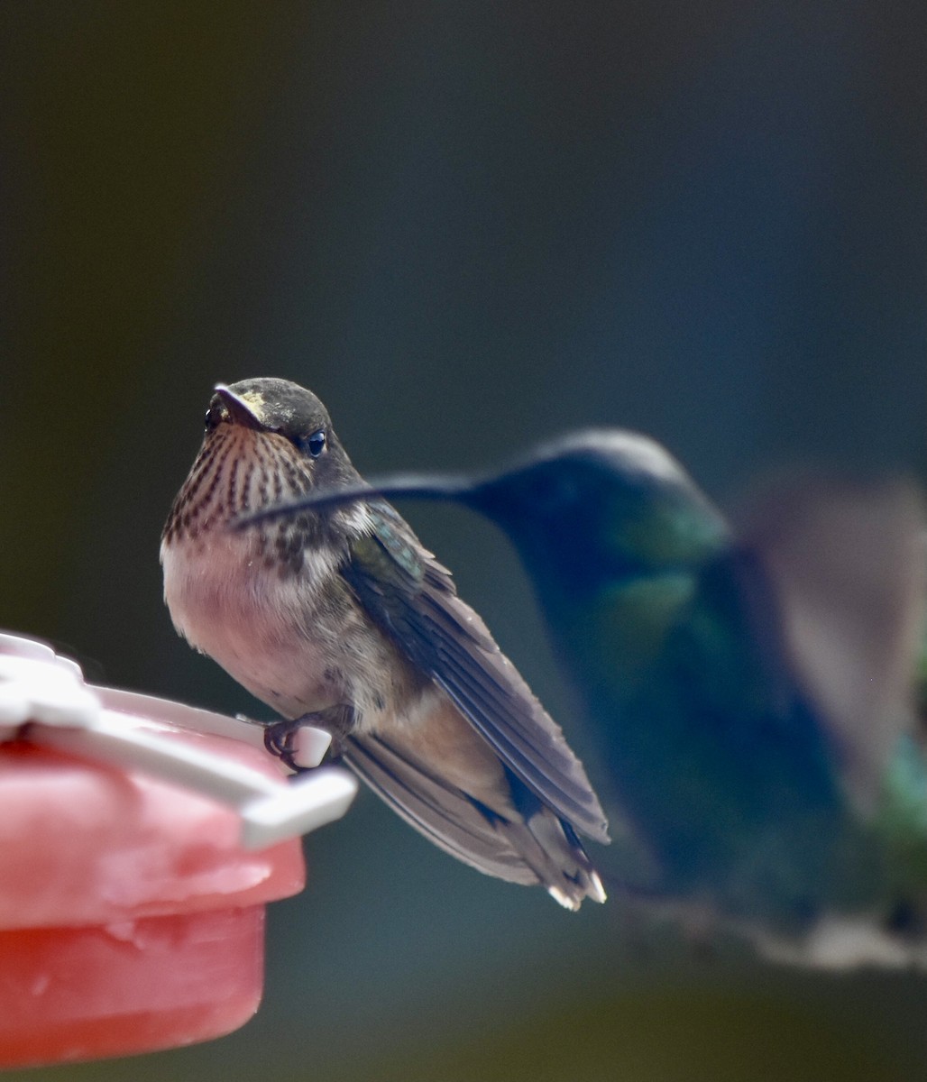 Volcano Hummingbird - ML623525927