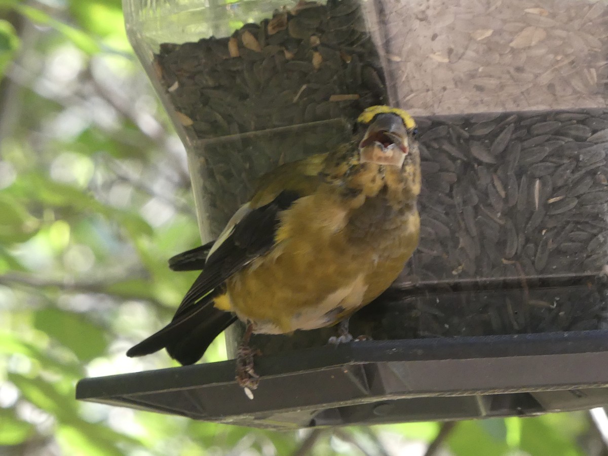 Evening Grosbeak - ML623525937