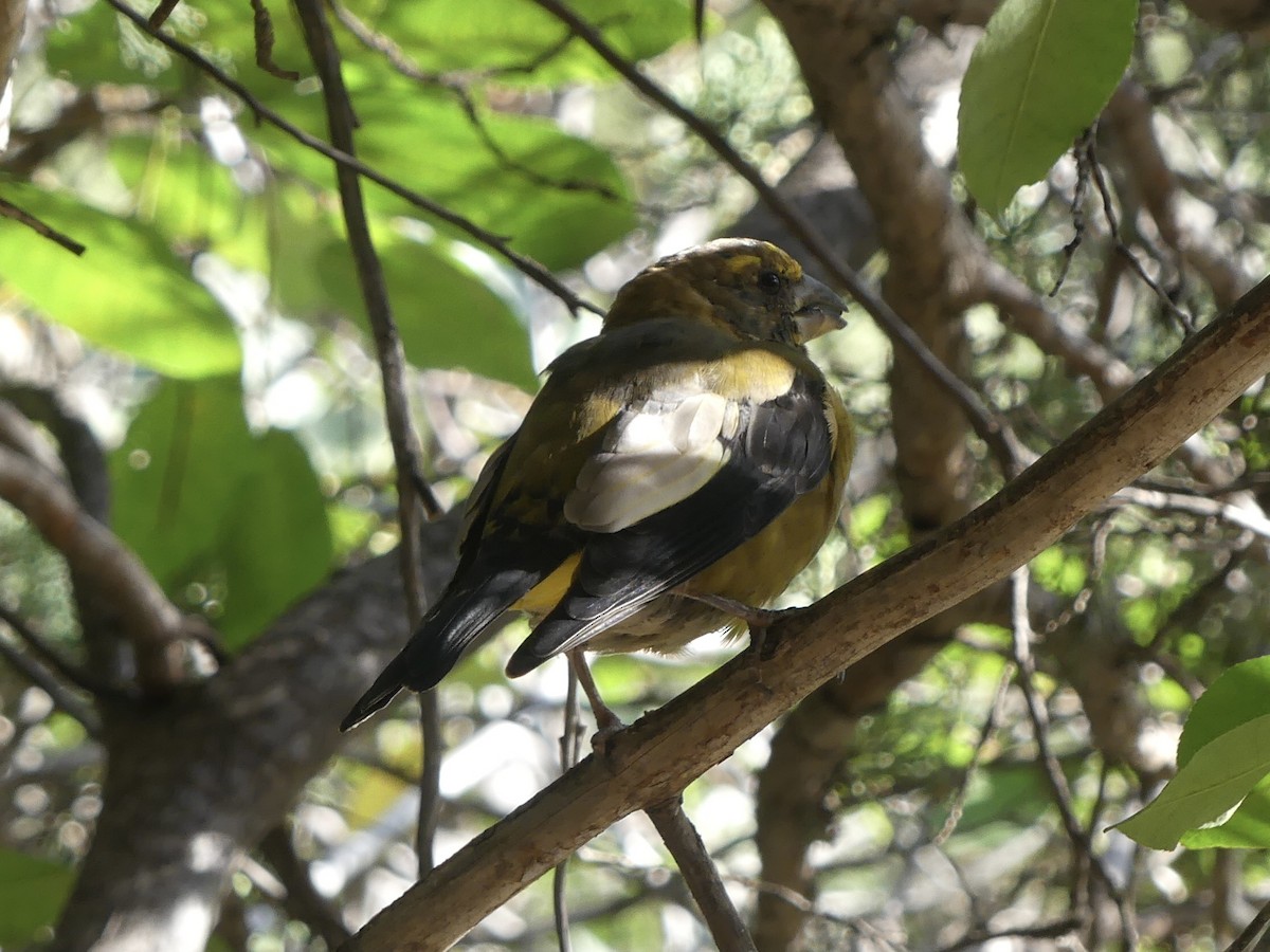 Evening Grosbeak - Eric Plage