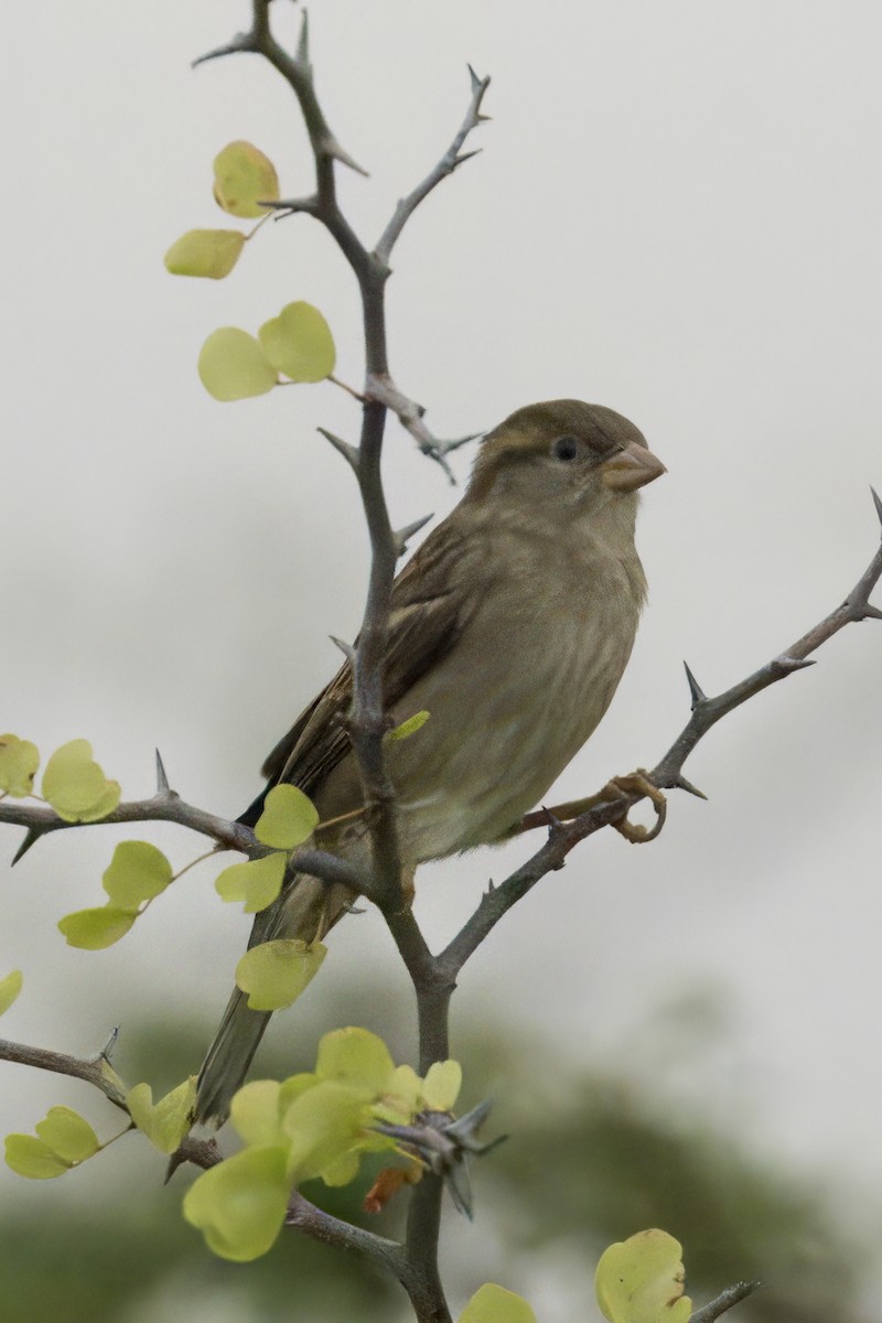 House Sparrow - ML623526020