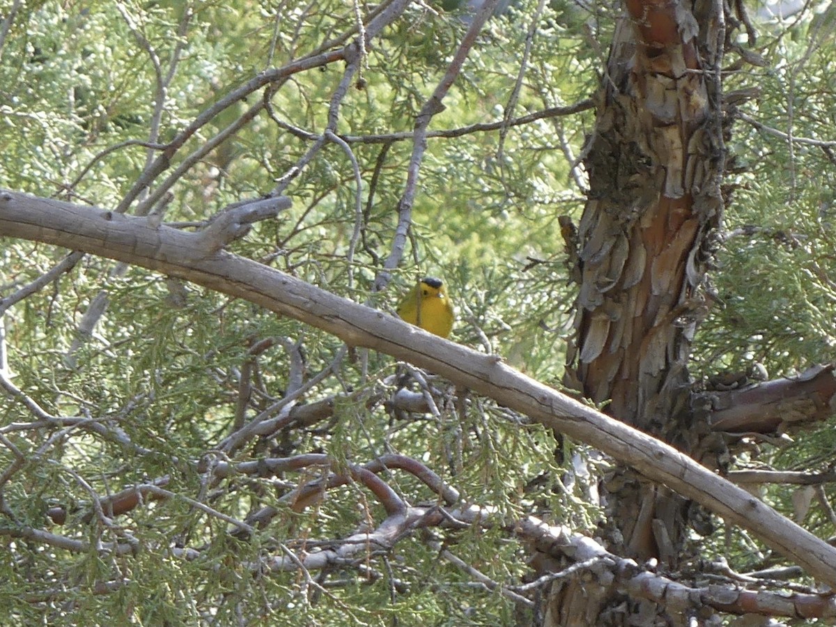 Wilson's Warbler - ML623526029