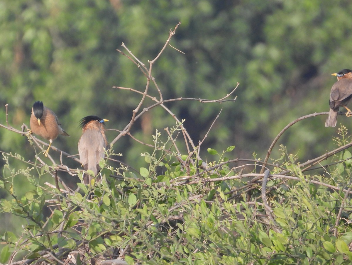 Brahminy Starling - ML623526147