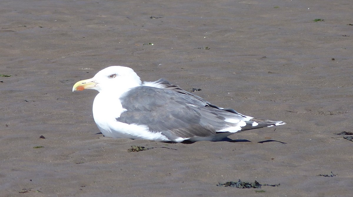 Great Black-backed Gull - ML623526160