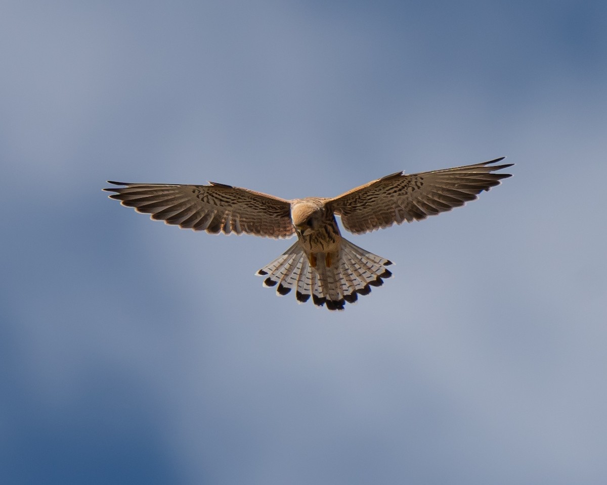 Eurasian Kestrel (Eurasian) - Murat Aydın