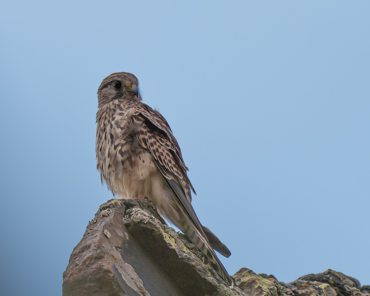 Eurasian Kestrel (Eurasian) - ML623526208