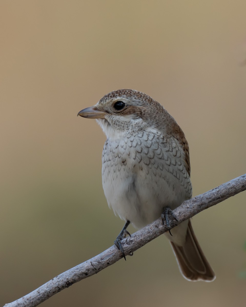 Red-backed Shrike - Murat Aydın