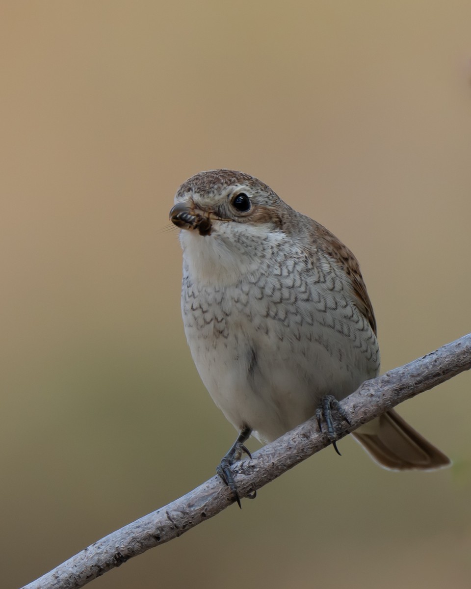 Red-backed Shrike - ML623526229