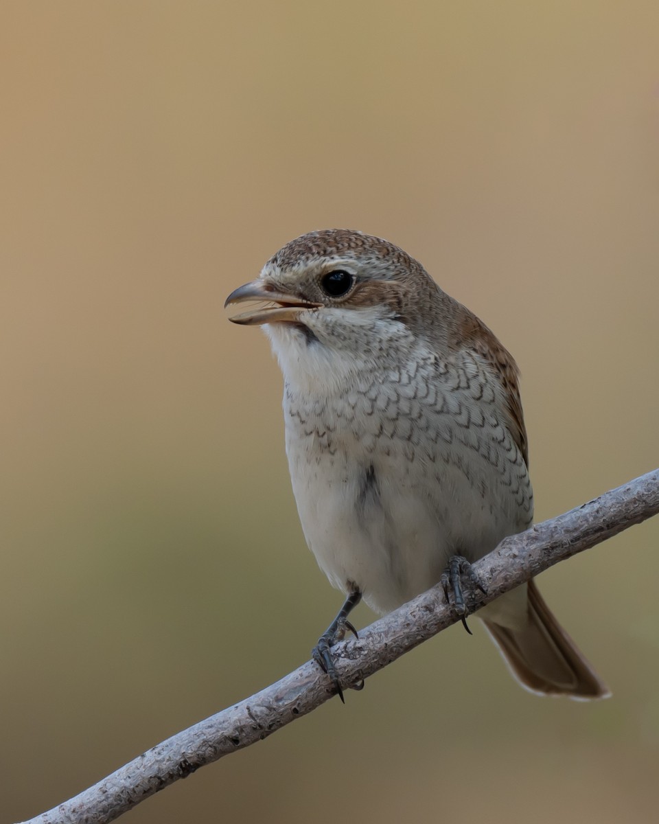 Red-backed Shrike - ML623526230