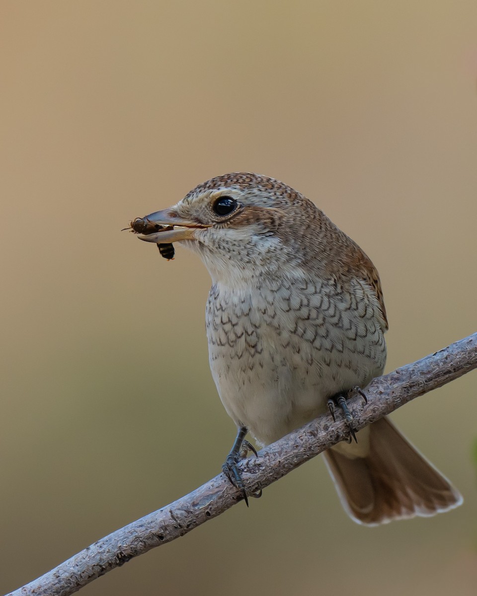 Red-backed Shrike - ML623526231