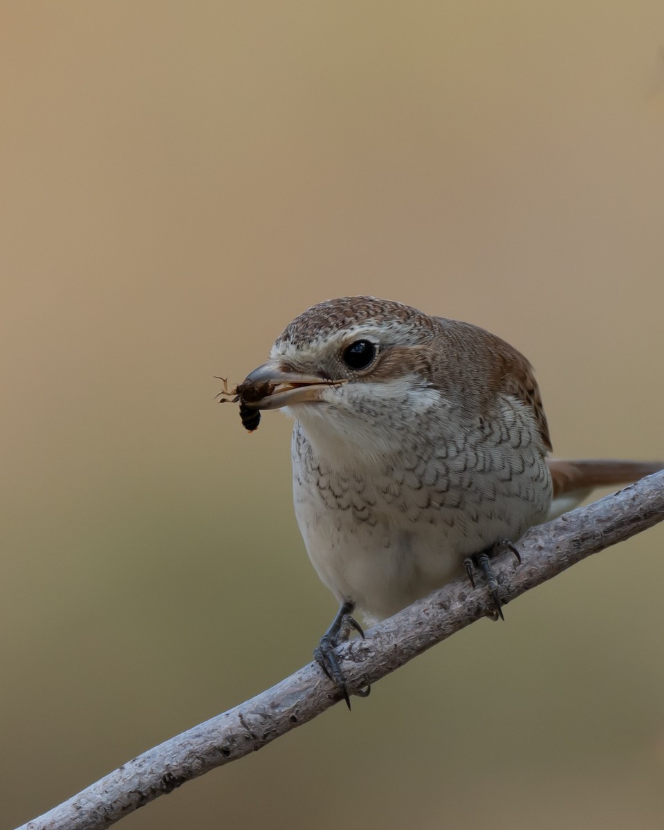 Red-backed Shrike - ML623526232