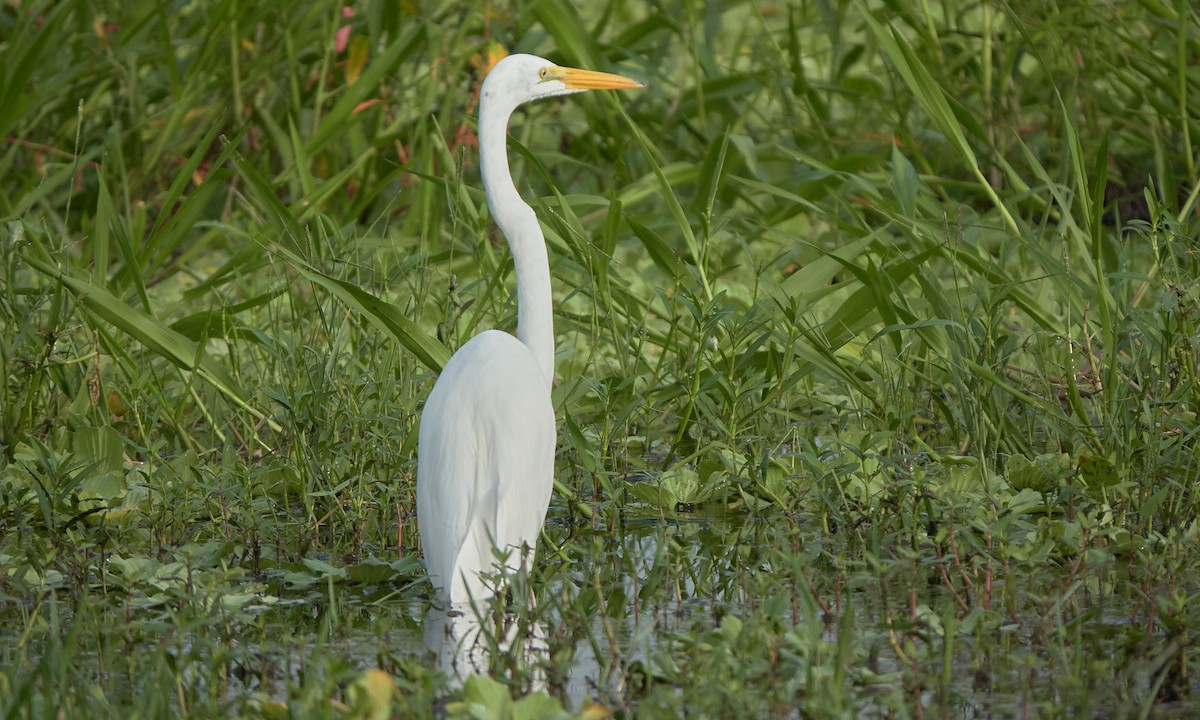 Great Egret - ML623526277